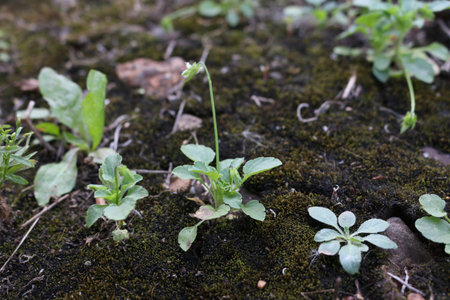 macro photography of plants in the forest
