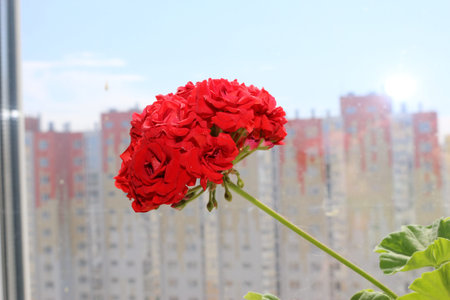 red geraniums in the sunlight at home