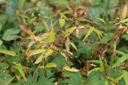 Close up of green leaves and branches of a bush in the gardenの写真素材
