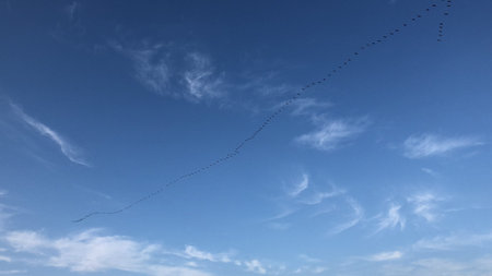 caesarea israel a flock of flying ducksの写真素材