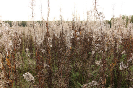 dry grass in the meadow in autumn, photo as a background