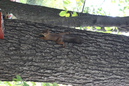 Squirrel on a tree in the park. Squirrel on a tree.