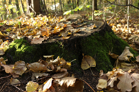 Old stump covered with moss and fallen leaves in the autumn forest.