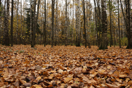 Fallen leaves on the ground in the forest. Autumn background.
