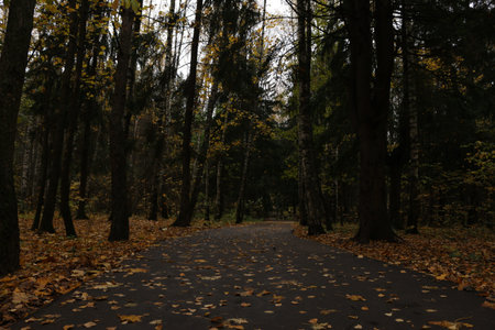 Autumn landscape. The road in the autumn forest among the trees.