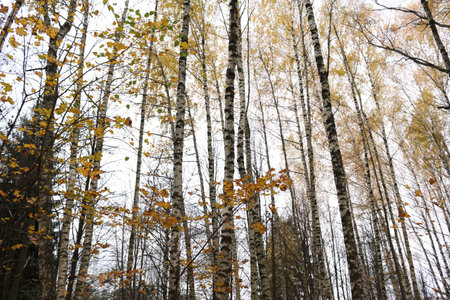birch forest in autumn on a cloudy day. High quality photo