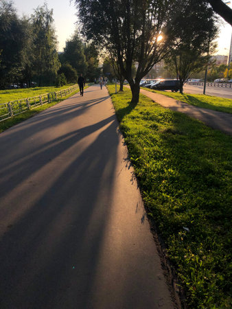 Sunset in the park. The shadow of the trees on the asphalt.