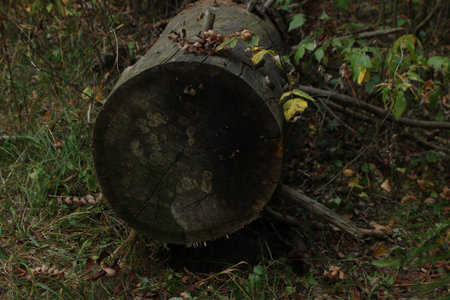 Wooden stump in the forest. The concept of environmental protection.の写真素材