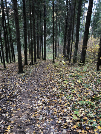 Autumn forest with fallen leaves on the ground. Fallen leaves in the forest.の写真素材
