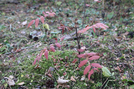 Red leaves of a rowan in the autumn forest. High quality photoの写真素材