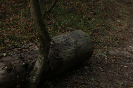 Tree trunk in the forest. Fallen tree trunk in the forest.の写真素材