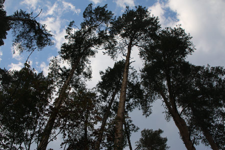 Low angle view of tall pine trees against blue sky with white cloudsの写真素材