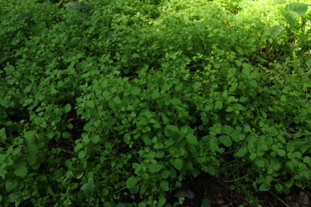 Green leaves in the garden. Natural background. Green leaves texture.の写真素材