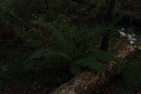 Ferns growing in the forest. Green ferns in the forest.の写真素材