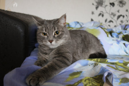 British shorthair cat lying on the bed in the room at homeの写真素材