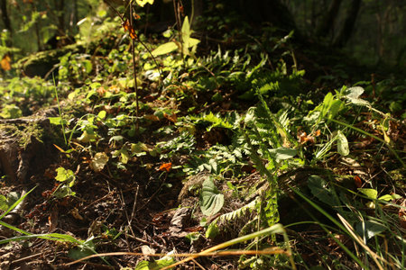 Beautiful wild plants in autumn forest, closeup. Space for textの写真素材