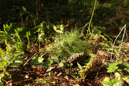Ferns and cones on the ground in the forest in summerの写真素材