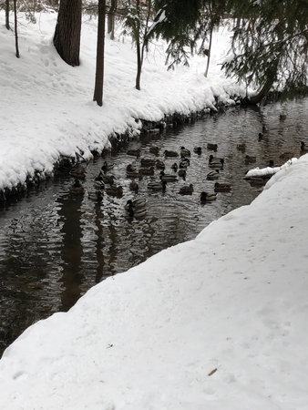 Ducks swimming in a small river in the winter in the parkの写真素材