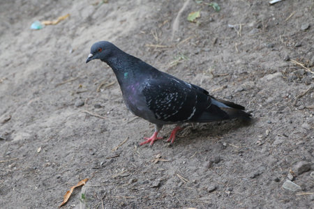Pigeon on the ground. Pigeons in the park.の写真素材