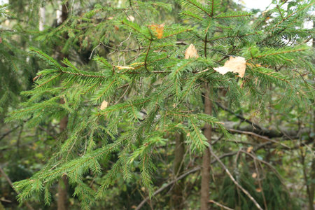Fir tree branch with yellow leaves and a spruce branch in the forestの写真素材