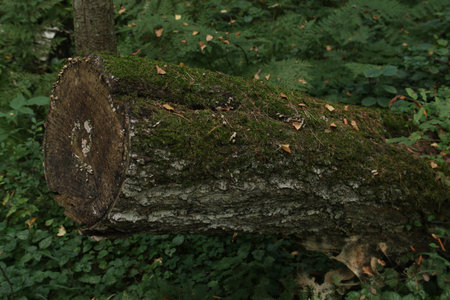 A fallen tree in the middle of the forest, covered with moss.