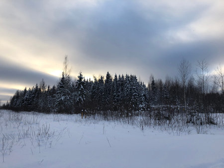 Winter landscape with snow-covered forest and cloudy sky in the backgroundの写真素材