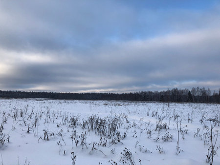 Winter landscape. Snow-covered field and forest in the background.の写真素材