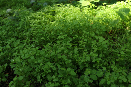 Green leaves of clover on a sunny day. Natural background.の写真素材