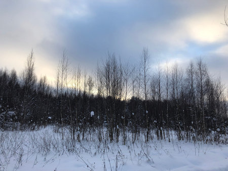 Winter landscape with snow-covered trees and cloudy sky in Russia.の写真素材