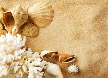 Seashells on the sandの写真素材
