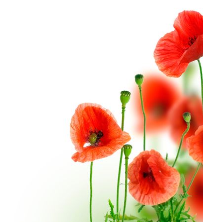 Poppies Border.Isolated on whiteの写真素材