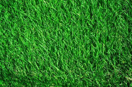 Grass Background の写真素材