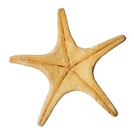 Starfish isolated on whiteの写真素材