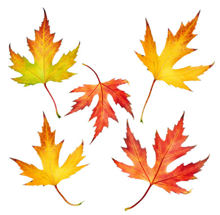 Autumn Leaves set