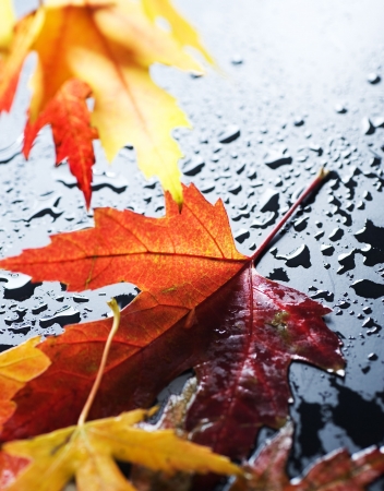 Autumn wet leaves over black の写真素材