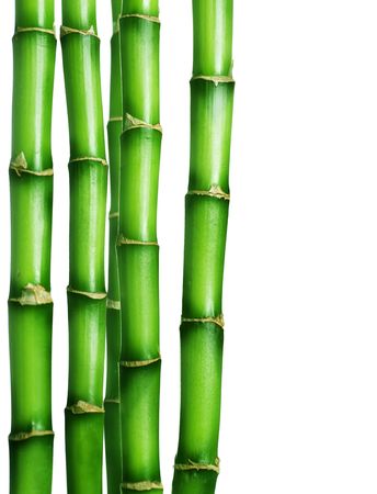 Bamboo border isolated on whiteの写真素材