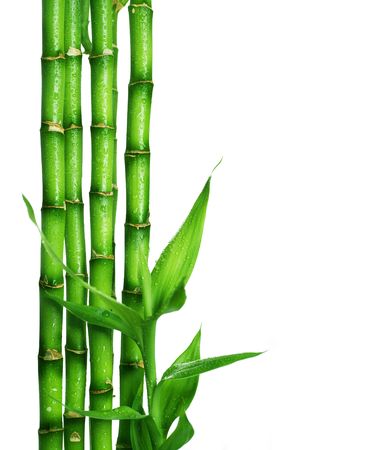 Bamboo borderの写真素材