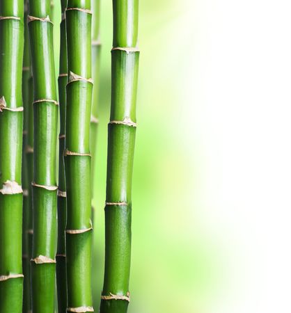 Bambooの写真素材