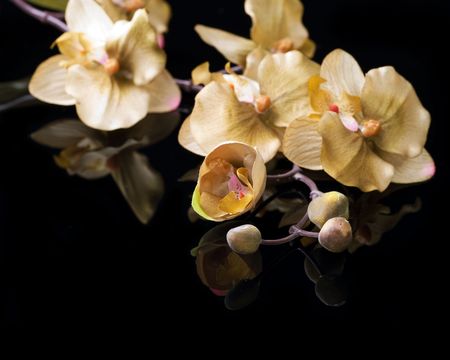 Beautiful Orchid over blackの写真素材