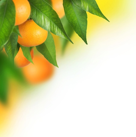 Ripe Tangerines growing.Border designの写真素材