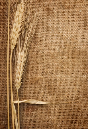 Wheatの写真素材
