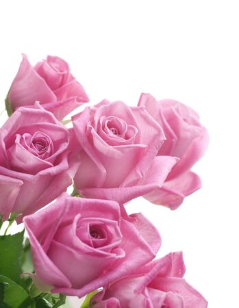 Roses borderの写真素材
