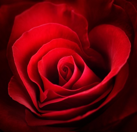 Red Roses designの写真素材