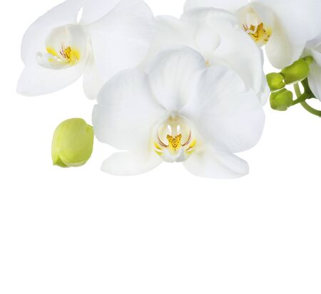 Orchid over whiteの写真素材