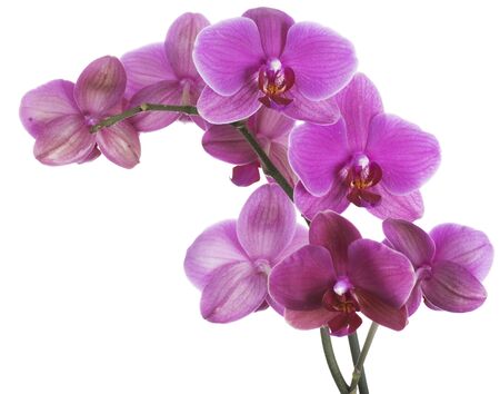 Orchidの写真素材