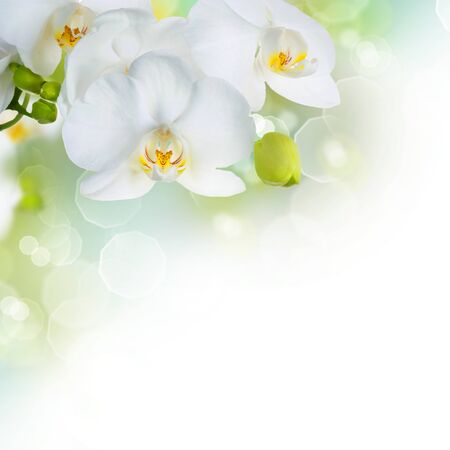 Orchidの写真素材