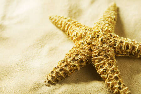 Starfish on the Sand.Vacation conceptの写真素材