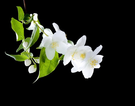 Jasmine flowers over blackの写真素材