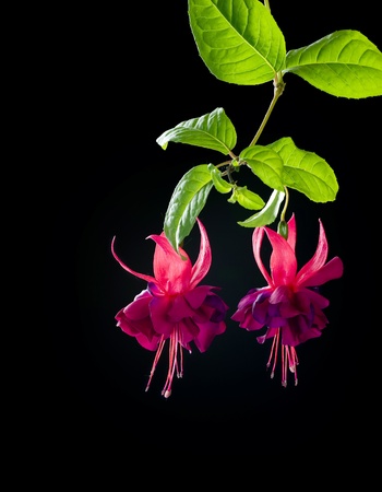 Fuchsia flowers over blackの写真素材