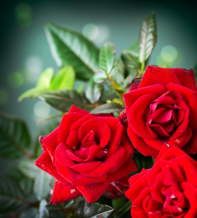 Rose Flowerの写真素材